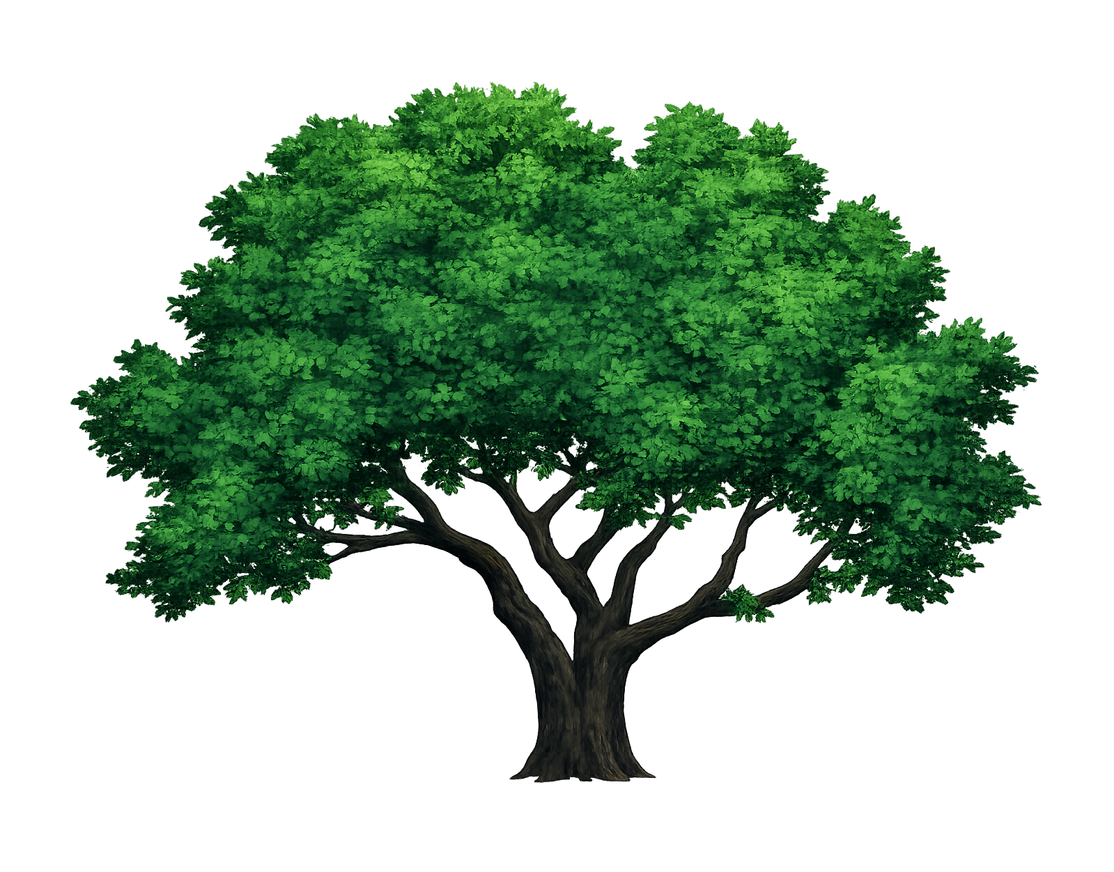 Brookside Acres |  Silver Maples